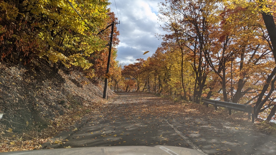 11月1日の洞爺湖畔道路、散り始めがまた美しい